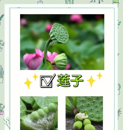 莲子（揭开莲子的寓意）