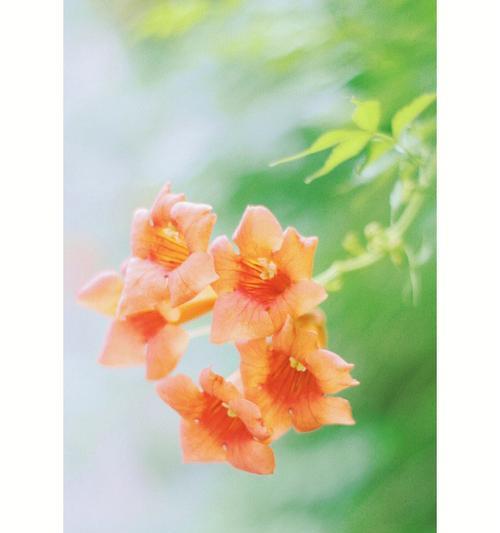凌霄花（探寻凌霄花所代表的意义及其启示）