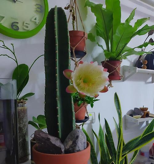 龙骨花风水之谜（探寻龙骨花的寓意与作用）