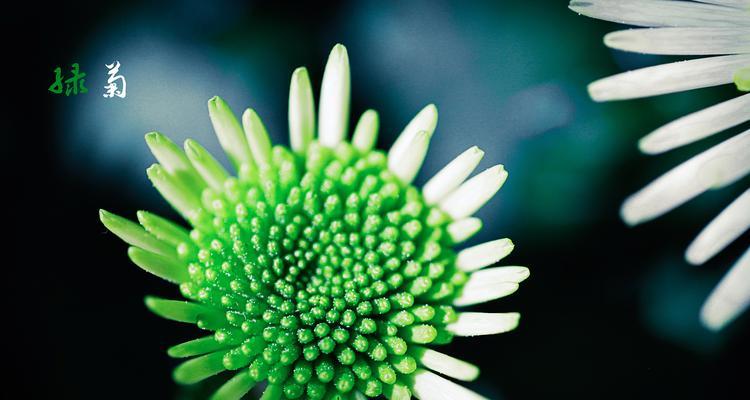 绿色菊花（绿色菊花的意义与象征）