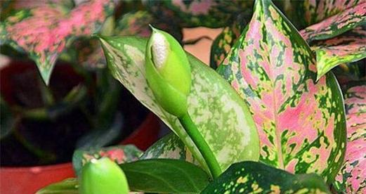 花叶万年青的养殖方法（花叶万年青栽培技术要点）
