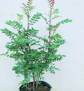清香木为什么老掉叶的原因