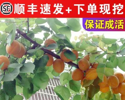 杏树怎么嫁接（杏树嫁接方法和时间）