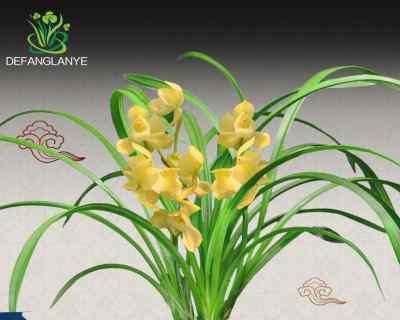 怎样养兰草花盆栽（养兰草花的注意事项）