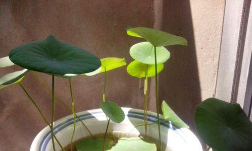 碗莲如何种植（碗莲种植方法和时间）