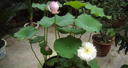 碗莲如何种植（碗莲种植方法和时间）