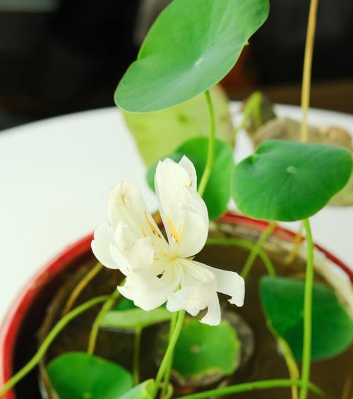 碗莲如何种植（碗莲种植方法和时间）