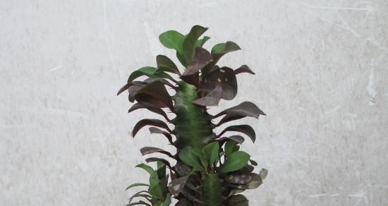 龙骨花如何养殖（龙骨花的养护与栽培）