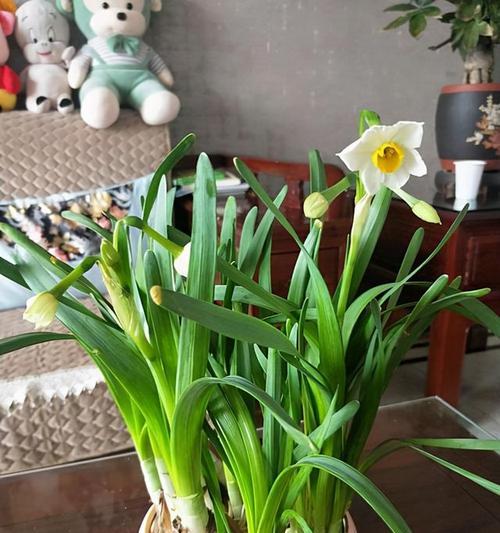 家庭养殖的花卉有哪些（家养好养的花卉排名）