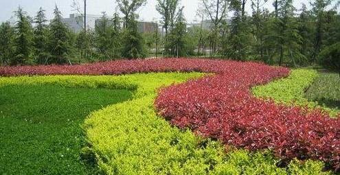 北方常绿灌木有哪些树种（北方庭院常绿植物种类）