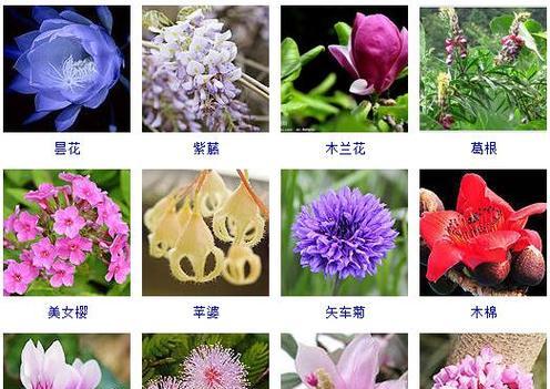 不怕水淹的果树有哪几种（室外盆栽果树）