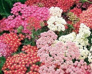 十月适合种什么花合适（秋天开的六种花推荐）