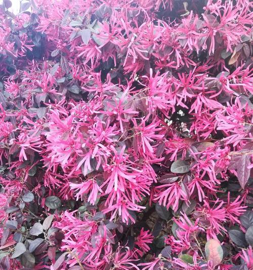 红花继木怎么种植（红花继木种植方法讲解）