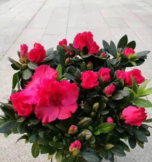 杜鹃花好养吗怎么养（杜鹃花的养护小妙招）
