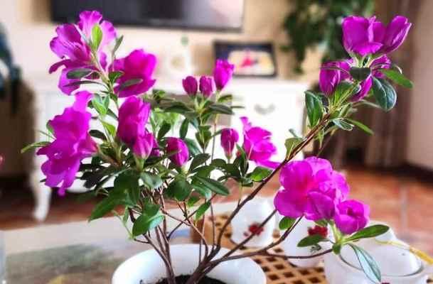 杜鹃花好养吗怎么养（杜鹃花的养护小妙招）