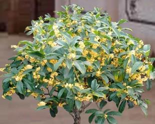 金桂花树苗怎么种植（详解桂花树扦插时间与方法）