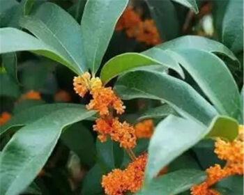 金桂花树苗怎么种植（详解桂花树扦插时间与方法）
