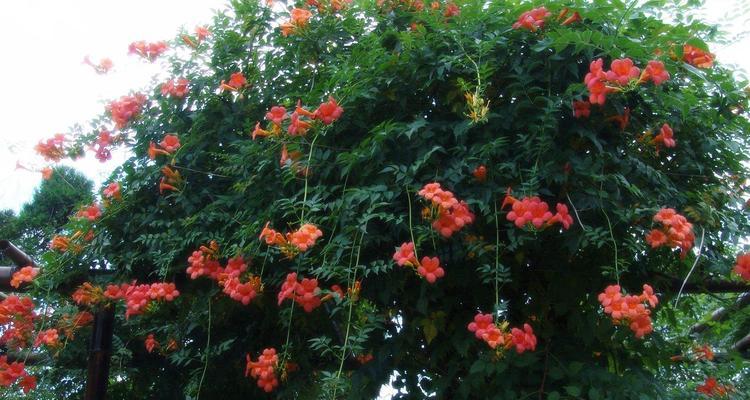 凌霄花怎么养殖（凌霄花养殖方法及注意事项）
