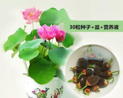 碗莲怎么种植水培（碗莲栽培技术要点）