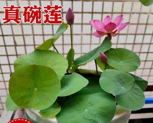 碗莲怎么种植水培（碗莲栽培技术要点）