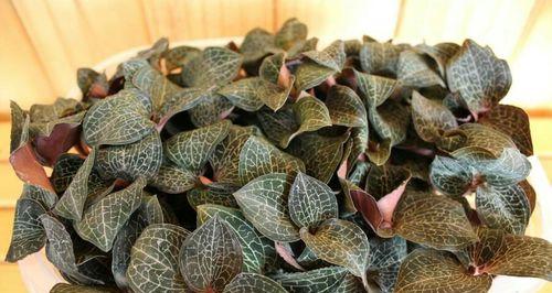 金线莲种植前景如何（金线莲栽培技术要点）