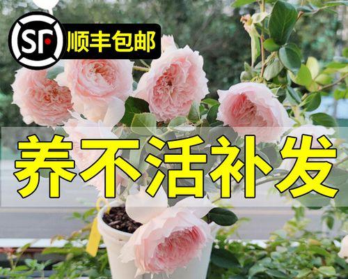 丰花月季几月开花（丰花月季品种推荐）