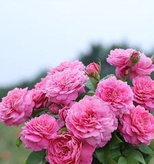 丰花月季几月开花（丰花月季品种推荐）