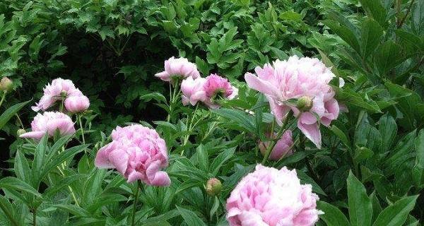 芍药花怎么养才能开花（芍药的种植方法及养护）