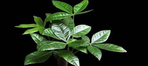 如何让发财树枝叶茂盛（养护技巧）