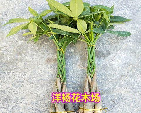 如何让发财树枝叶茂盛（养护技巧）