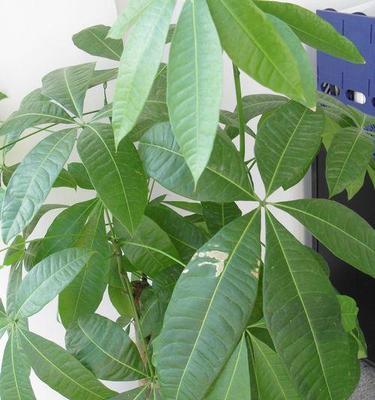 如何让发财树枝叶茂盛（养护技巧）
