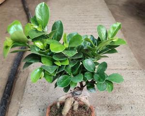 怎样养好小叶榕树（小叶榕树盆景的养殖注意事项）