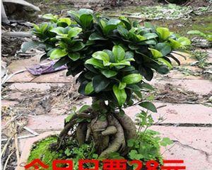 怎样养好小叶榕树（小叶榕树盆景的养殖注意事项）