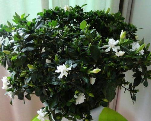 四季栀子花怎么养才开花（栀子花的养护知识）