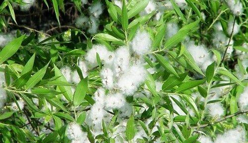 植物怎么样传播种子（盘点八种植物传播方式）