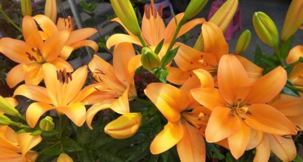 百合花一年开几次花（有关百合花的养护知识）