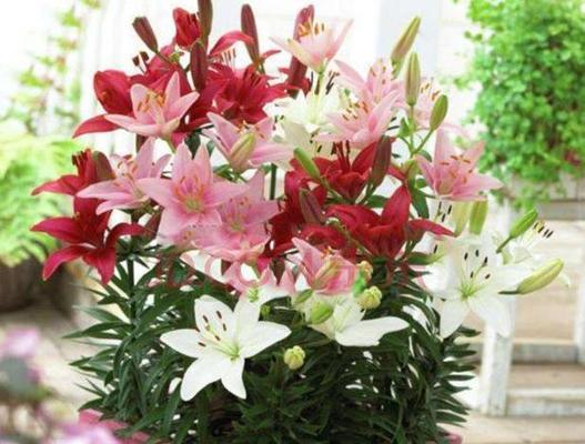 百合花一年开几次花（有关百合花的养护知识）