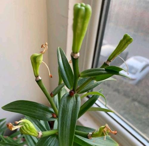 百合花一年开几次花（有关百合花的养护知识）