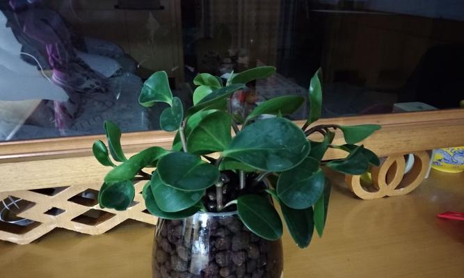 小家碧玉花怎么修剪（碧玉花的修剪方法图解）