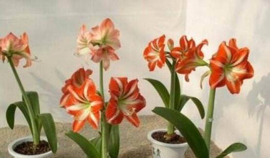 朱顶红的花期多长时间（有关朱顶红的开花季节）