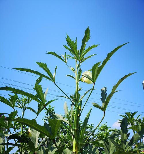 秋葵种子什么时候播种（秋葵种子的种植方法和时间）