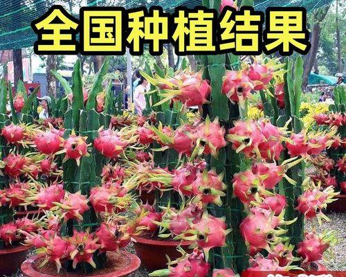 火龙果怎么种植盆栽（火龙果盆栽养殖方法讲解）