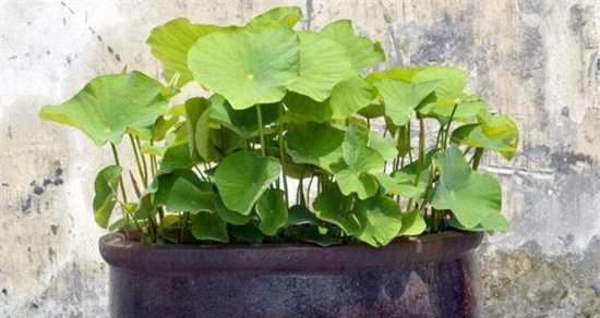 莲花怎么种植方法（有关莲花种植方法步骤）