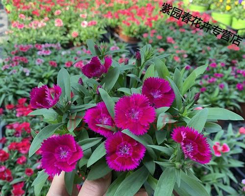 五彩石竹什么季节种（描述五彩石竹播种时间和方法）