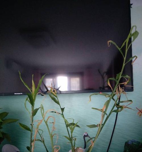 生姜怎么种植（生姜种植方法和时间）