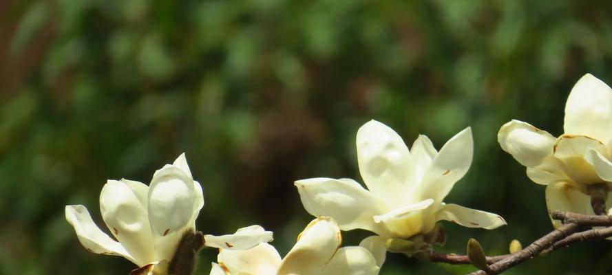 玉兰菜几月种植（玉兰菜种植方法和时间）