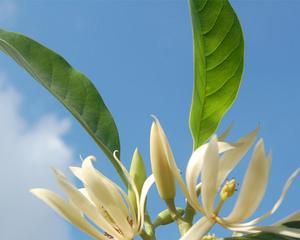 玉兰菜几月种植（玉兰菜种植方法和时间）