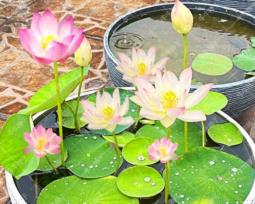 睡莲种子怎么水培（睡莲种植方法水培步骤）