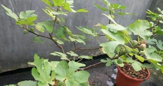 无花果怎么种植（无花果种植技术与管理）