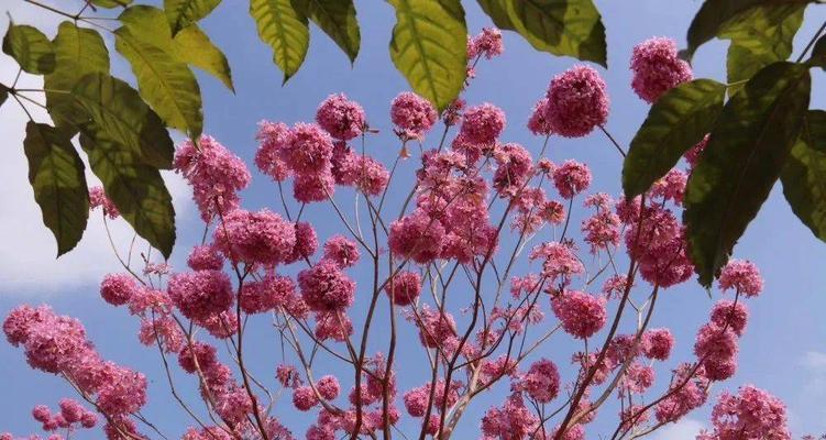 紫花风铃木花期有多长（了解风铃木的养殖方法）
